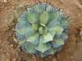 Agave potatorum medio picta