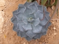 Agave potatorum verschaffeltii