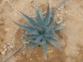 Agave protreana