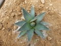 Agave purpusorum