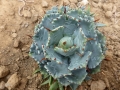 Agave pygmaea