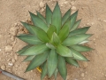 Agave romanii forme pale