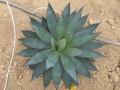 AGAVE ROMANII