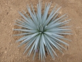 Agave rzedowskiana