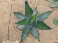 Agave salmania