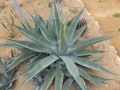 Agave scabra 2