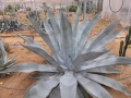 Agave scabra