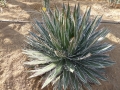 Agave schidigera