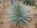 Agave schiligera