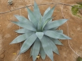 Agave sebastiana