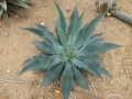 AGAVE SEEMANNIANA