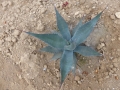 Agave shawii goldmaniana