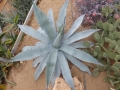 Agave shrevei magna