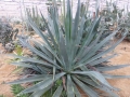 Agave sisalana