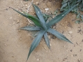 Agave sp bustamente