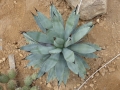 Agave sp cactus park