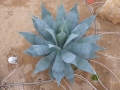 Agave sp imias