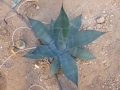 Agave sp jaumave