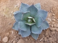 Agave sp ocozocoantha