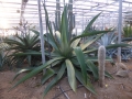 Agave sp pilon