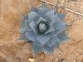 Agave sp san bernardo