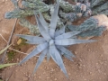 Agave sp san borga