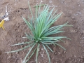 Agave striata falcata