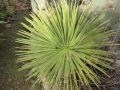 Agave stricta nana