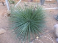 Agave stricta rubra