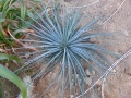 Agave stricta