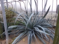 Agave stringens