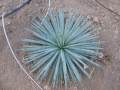 Agave stricta echinus