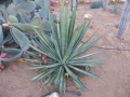 Agave tequilana medio picta