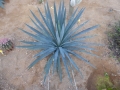 Agave tequilana