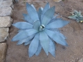 Agave titanota bleu