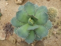 Agave titanota f076