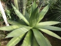 Agave titanota