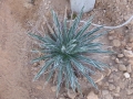 Agave toumeyana