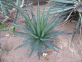 Agave triangularis