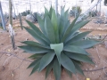 Agave underwoodii