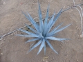 Agave univittata coerulescens