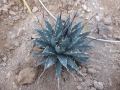 Agave utahensis eborispina