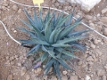 Agave utahensis kaibabensis