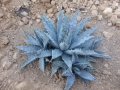 Agave utahensis nevadensis