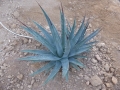 Agave utahensis