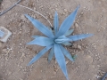 AGAVE VERNAE