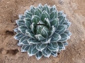 Agave victoriae reginae compacte