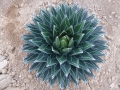 Agave victoriae reginae