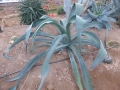 Agave vilmoriana