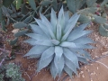 AGAVE VIZCANNOENSIS